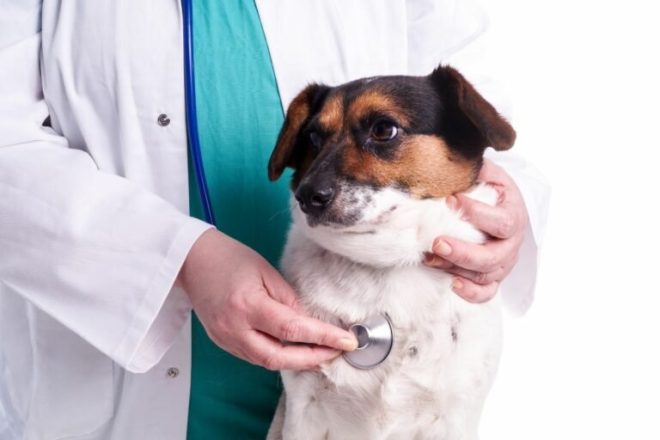 Καρκίνος στο σκύλο: Βασικά συμπτώματα, μορφές και θεραπεία