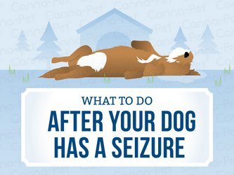Επιληψία σκύλου – Αίτια και πιθανές θεραπείες